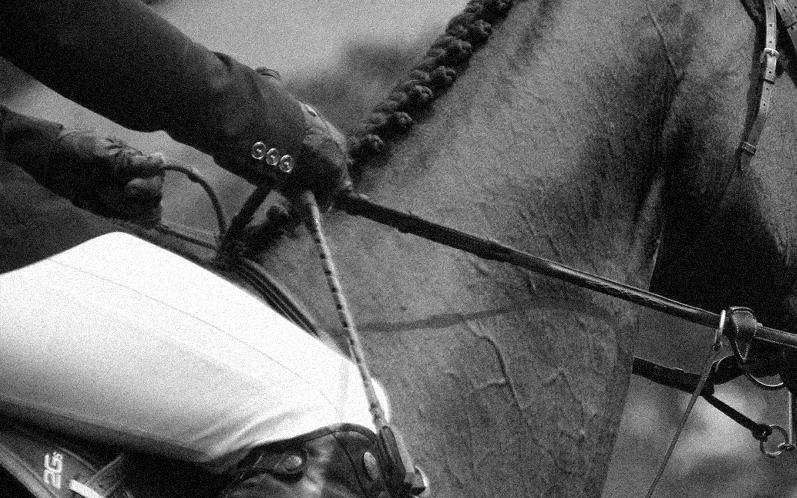 Black and white close-up of a horse wearing a bridle